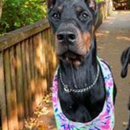 Doberman Pinschers and Rottweilers from House Of The Bold