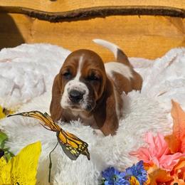 Willingness - Mahogany and white male Basset Hound puppy in Big Rapids, Michigan from Basket Hound Bassets