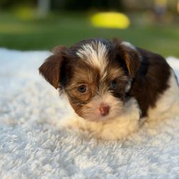 Ziggy - Chocolate, tan and white male Yorkshire Terrier puppy in Liberty, Texas from Tiny Yorkshire pups