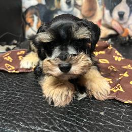 Joey - Black male Miniature Schnauzer puppy in Miami, Florida from Chiquiticos Shnauzers