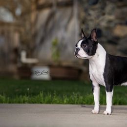Boston Terriers from Tre Run Bostons