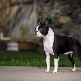Boston Terriers from Tre Run Bostons