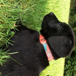 Labrador Retriever Puppies from Wild Feather Hunting Dogs