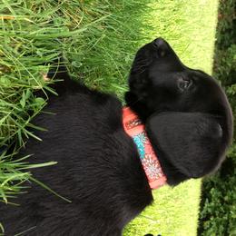 Labrador Retriever Puppies from Wild Feather Hunting Dogs