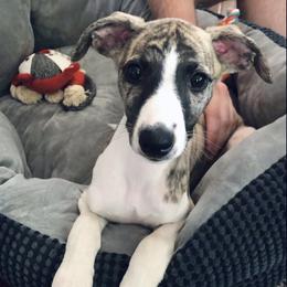 Whippet Puppies from Smithfield Park
