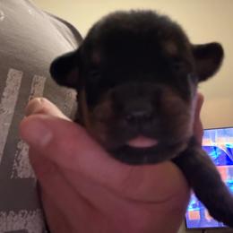Pink girl - Black and mahogany female Rottweiler puppy in Colorado Springs, Colorado from Von Locher Rotties