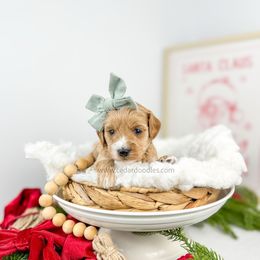 Cashmere - Red  female Goldendoodle puppy in Cedar City, Utah from Cedar Doodles- Home of the Teddybear Goldendoodle