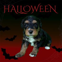 Willow - Tri-color female Bernedoodle puppy in Newnan, Georgia from Wagging Tailz Pups