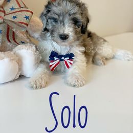 Goldendoodle Puppies from Ivie Mountain Doodles