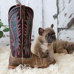 French Bulldog Puppies from Antelope Springs Frenchies