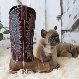 French Bulldog Puppies from Antelope Springs Frenchies