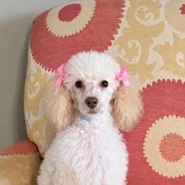 Belle - Cream female Poodle puppy in Caddo, Oklahoma from Caddo Hills Puppies