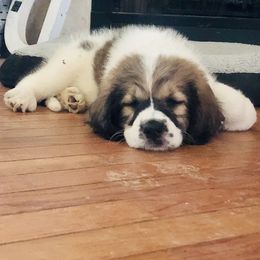Goldendoodle, Labradoodle, and Saint Berdoodle Puppies from Dent’s Doodles