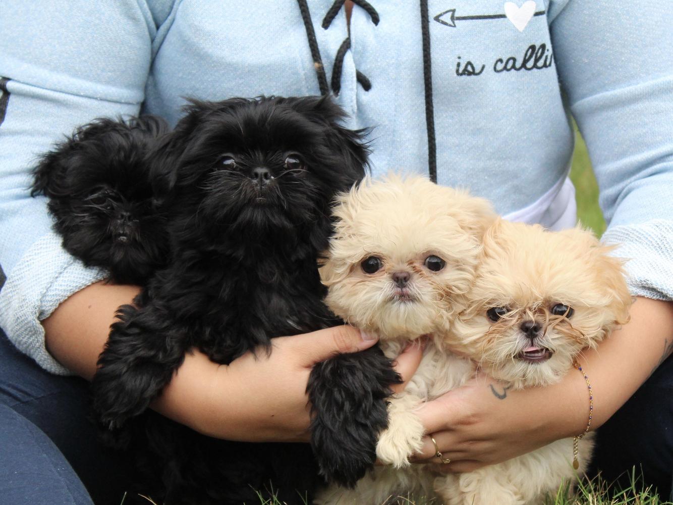 2 black and 2 cream shih tzu puppies being held in someone's arms