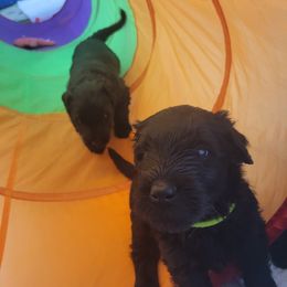 "Tunnel Run" Black Russian Terrier Puppies from Beautiful Black Russian Terriers