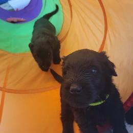 "Tunnel Run" Black Russian Terrier Puppies from Beautiful Black Russian Terriers