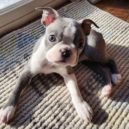 Boston Terriers from Wildcat’s Boston Terrier