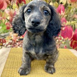 Dachshund Puppies from Hidden Haven Dachshunds