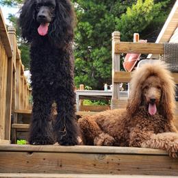 Poodles from Mn Poodles with Standards