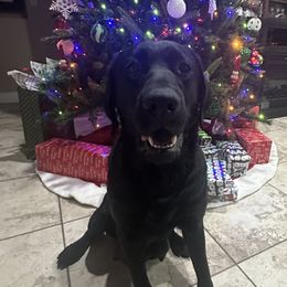 Labrador Retriever puppies from Luvable AZ Labs