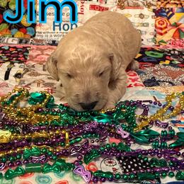 Jim - Cream male Poodle puppy in Port Orange, Florida from Daytona’s Standard Poodles