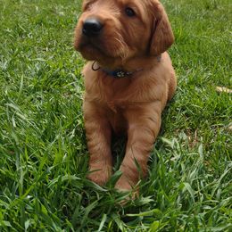 Boy 1 - Dark golden Golden Retriever puppy in Grand Meadow, Minnesota from Root River Retrievers