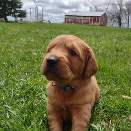 Boy 1 - Dark golden Golden Retriever puppy in Grand Meadow, Minnesota from Root River Retrievers