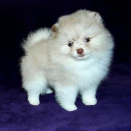 Pomeranian Puppies from Beau Joli Pomeranians