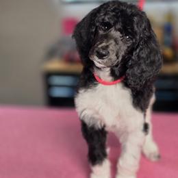Carmilla - Parti female Poodle puppy in Blue Ridge, Georgia from Beltane Standard Poodles