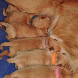 Golden Retriever Puppies from Gentry’s Pride Golden Retrievers