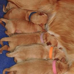 Golden Retriever Puppies from Gentry’s Pride Golden Retrievers