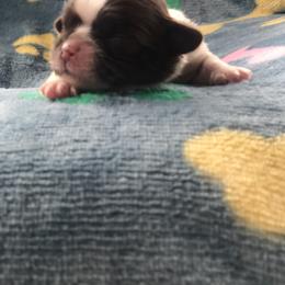 Poppy - Tricolor female Shih Tzu puppy in Milton, Florida from Shih tzu adventures of Santa Rosa Florida
