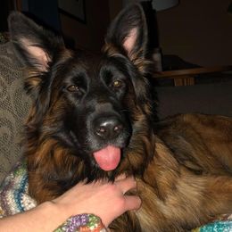 German Shepherds from GradyHaus