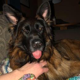German Shepherds from GradyHaus