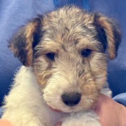 Boy 2 - White black and tan male Wire Fox Terrier puppy in Morgantown, Indiana from Birchhurst Kennels Indiana