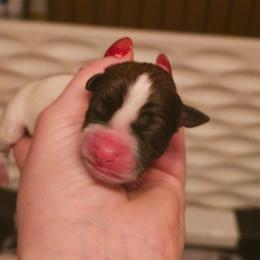 Girl 1 - White and tan female Russell Terrier puppy in Harvel, Illinois from Ruff and Tumble Russell Terriers