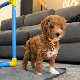 Churro - Red  male Goldendoodle puppy in Miami, Florida from Haus of Pawz