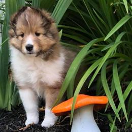 Shetland Sheepdog Puppies from Royal Tea Shelties