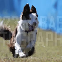 Border Collies from Phantom Border Collies