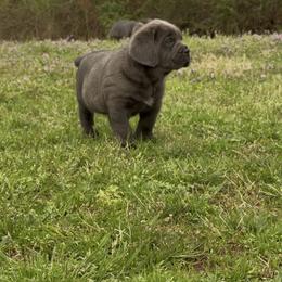 Cane Corso Puppies from Venom Cane Corsos