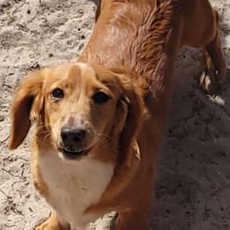 Teddy - Dachshund