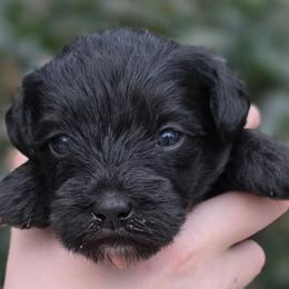 Patty - Black and white female Schnoodle puppy in Timmonsville, South Carolina from For the LOVE of Poodles, Doodles and Sheepdogs