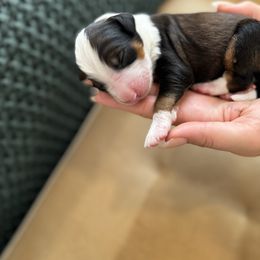 3 - Sable male Bernedoodle puppy in Huntington Beach, California from The Canine Society