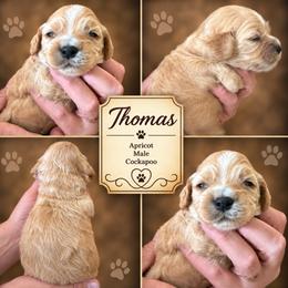 Thomas - Red and white male Cockapoo puppy in Holton, Indiana from MoonShine Babies