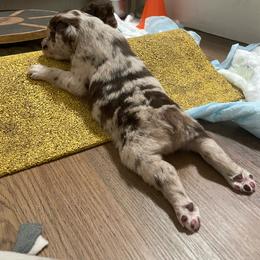 Carter - Red merle male Australian Shepherd puppy in Dunn, North Carolina from The Dogs of Working Aussies Homestead