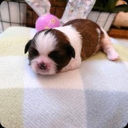Peach - Red and white female Shih Tzu puppy in North Carolina from WillowCreek Mountain View Shih Tzu