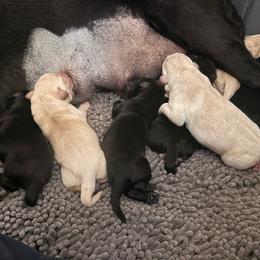 Black male 4 - Black male Labrador Retriever puppy in Menifee, California from The Golden Leash Kennels