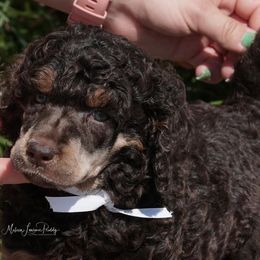 Poodle Puppies from Antigua Standard Poodles