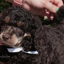Poodle Puppies from Antigua Standard Poodles