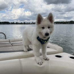 Berger Blanc Suisse Puppies from Nasha Comanda White Swiss Shepherds